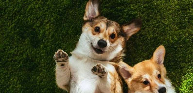 Найменше на Одещині. В Україні лише 22% квартир під оренду pet-friendly — дослідження