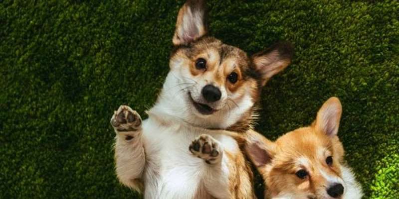 Найменше на&nbsp;Одещині. В&nbsp;Україні лише 22% квартир під оренду pet-friendly&nbsp;&mdash; дослідження