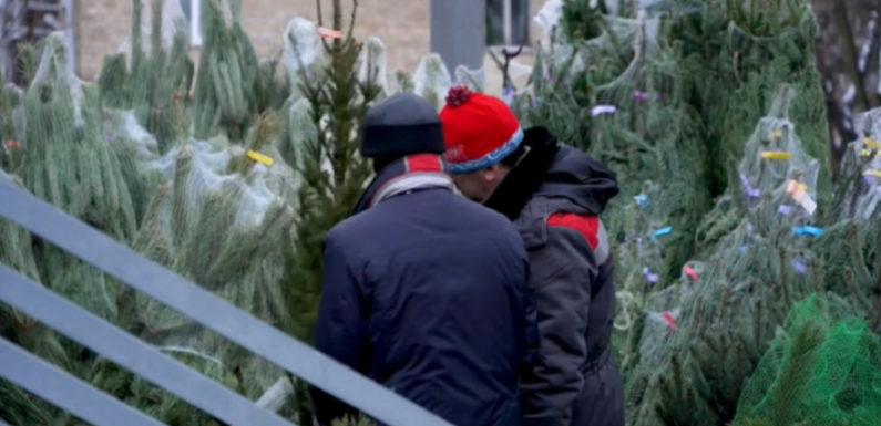 Круглосуточные ёлочные базары заработали в Москве