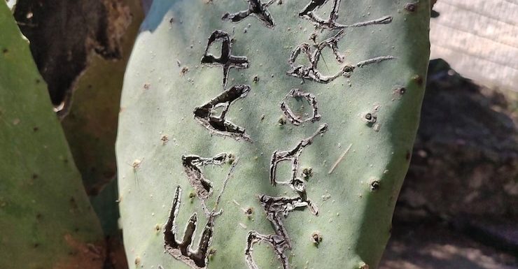Kak pochistit mex