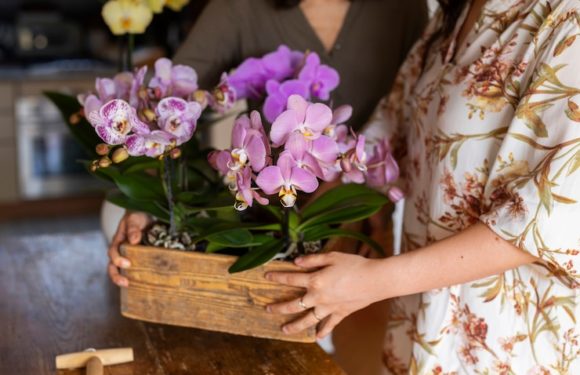 Orchids