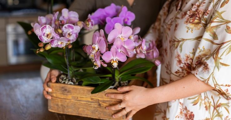 Orchids
